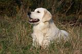 GOLDEN RETRIEVER 843